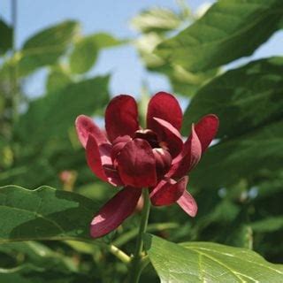 aphrodite_sweet|How to Grow & Care for Sweetshrub